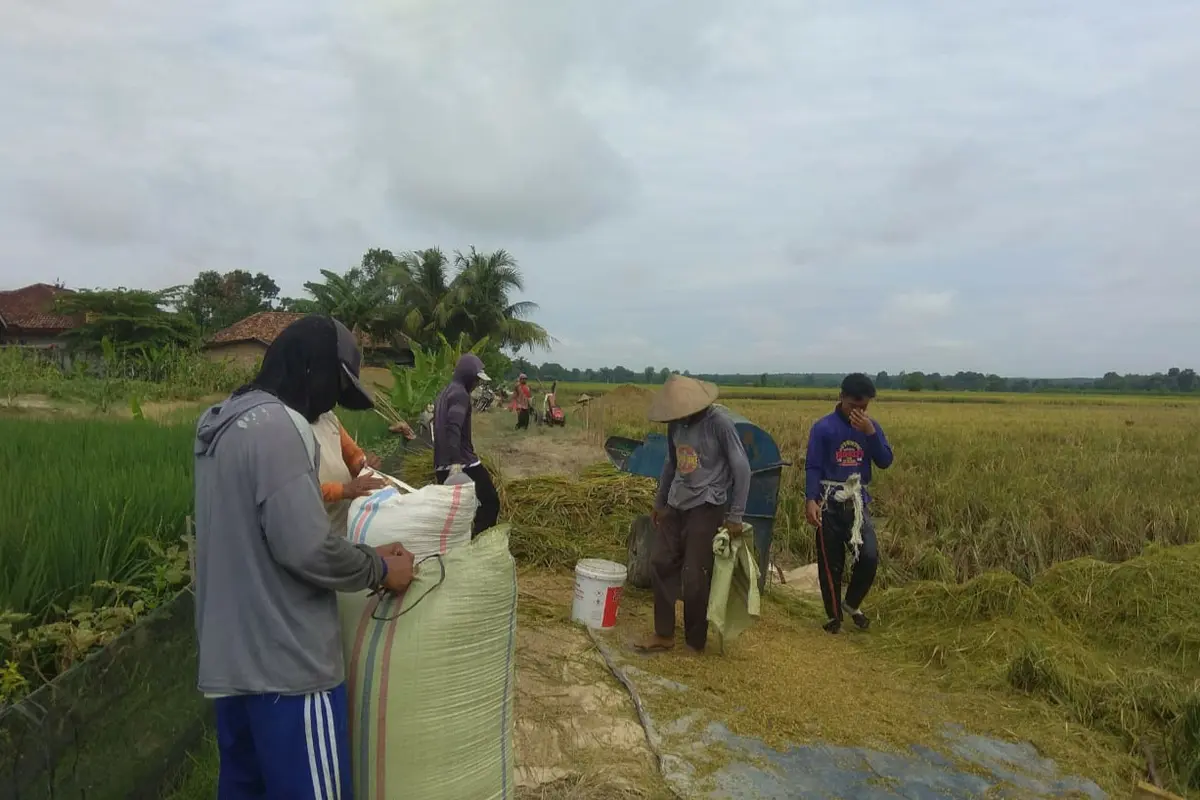 Panen padi