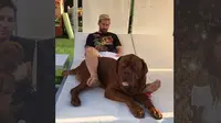 Salah satu anjing peliharaan Lionel Messi  (Instagram)