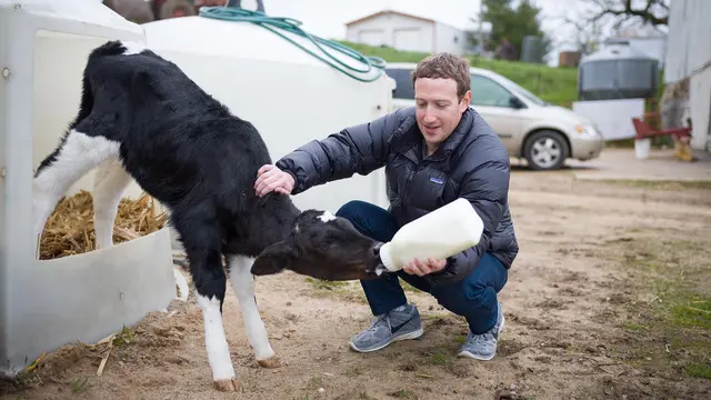 Blusukan ke Wisconsin, Mark Zuckerberg Beri Susu Anak Sapi