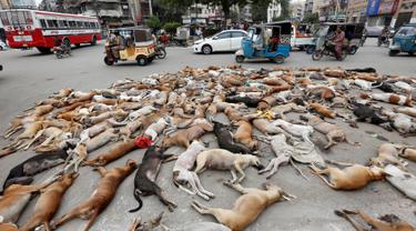 Bangkai anjing liar berserakan di salah satu ruas jalan di Karachi, Pakistan, Kamis (4/8). Anjing-anjing tersebut mati setelah diracun pemerintah setempat. (REUTERS/Akhtar Soomro)