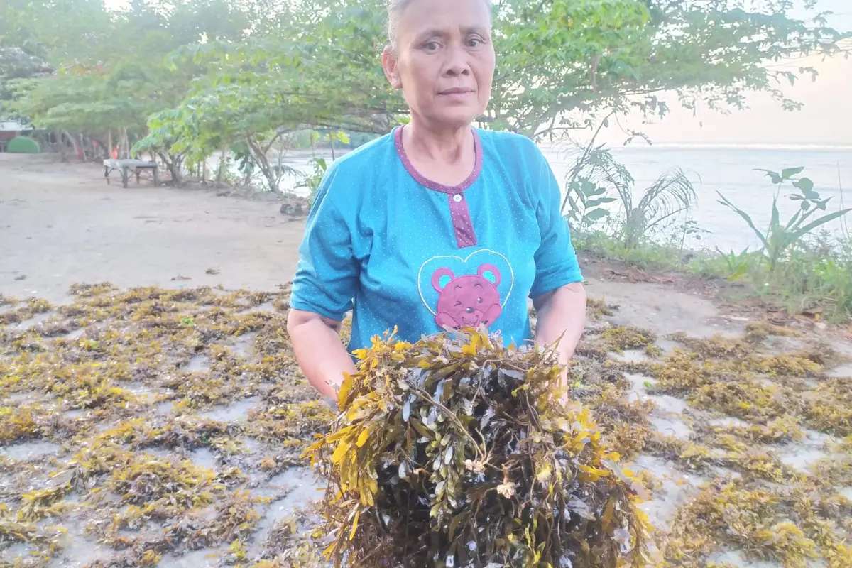 Empat, salah satu nelayan di pantai Cikoreang, Desa Sancang, Kecamatan Cibalong, Garut, Jawa Barat tengah menjemur sasaripan atau alga cokelat.