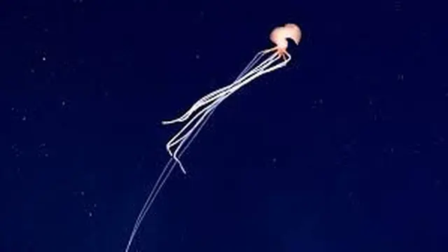 Cumi-cumi Raksasa Langka Terekam di Laut Meksiko (Sumber: NOAA)