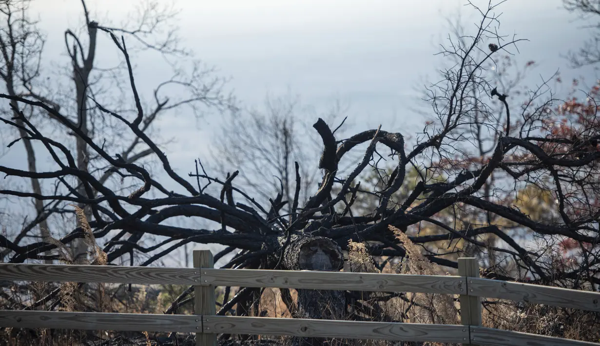 Sebuah pagar tetap berdiri di samping pohon tumbang dari kebakaran hutan di Pilot Mountain State Park yang menyebabkan kerusakan lebih dari 1.000 hektar di Pinnacle, North Carolina, AS (30/11/2021). (Allison Lee Isley/The Winston-Salem Journal via AP)