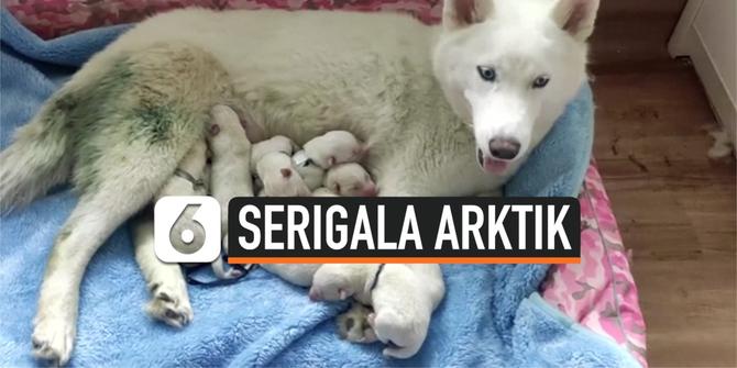 VIDEO: Serigala Arktik Langka Lahirkan 8 Anak di Guangxi Zhuang