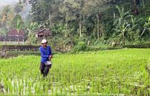 Pupuk Subsidi Terjaga, Produksi Beras Nasional Terus Meningkat di Tengah Krisis Pangan Global