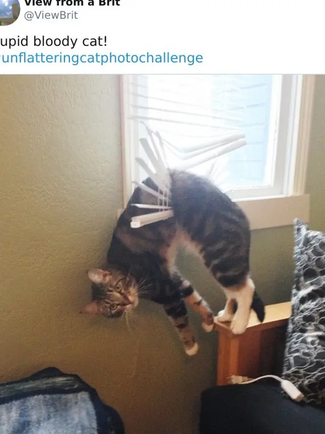 Tak Selalu Menggemaskan, Ini 8 Potret Saat Kucing Bertingkah Aneh