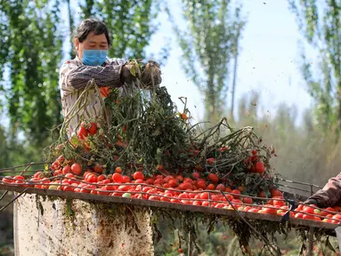 Sejumlah petani memanen tomat di wilayah Bohu, Daerah Otonom Uighur Xinjiang, China, 5 Agustus 2020. Saat ini, lebih dari 1.000 hektare tomat di wilayah Bohu telah memasuki musim panen dan akan diproses lebih lanjut. (Xinhua/Nian Lei)