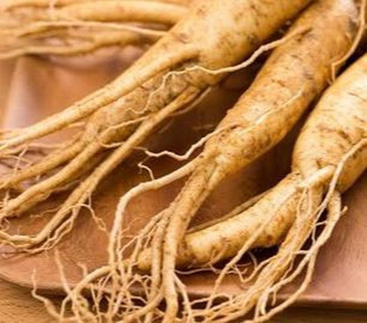 Salah satunya adalah daun ginseng yang dipercaya mampu mencegah kanker hingga menjaga kesehatan hati. Namun ada beberapa khasiat lain yang perlu Anda ketahui. Simak selengkapnya.
