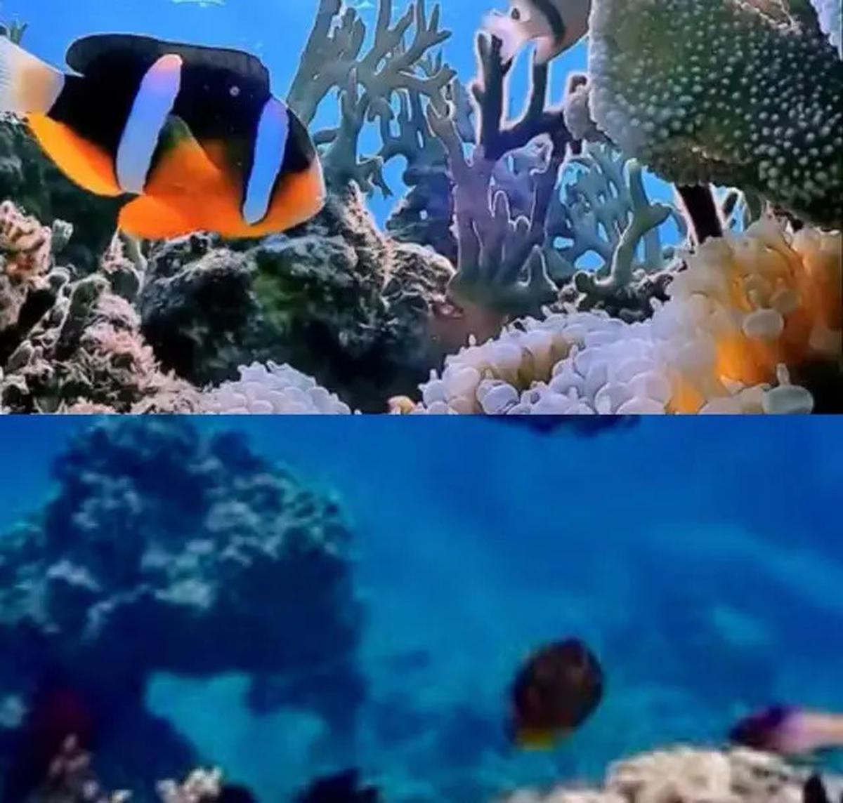 3 Taman Laut Indonesia Masuk Daftar Tempat Menyelam Terbaik di Asia Versi City Nomads, Apa Saja?