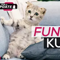 Fimela Update: Fun Fact Kucing