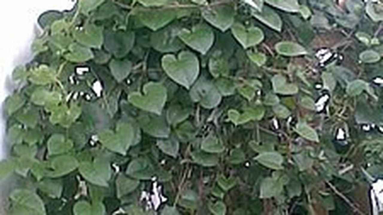 Manfaat Daun Binahong untuk Kesehatan