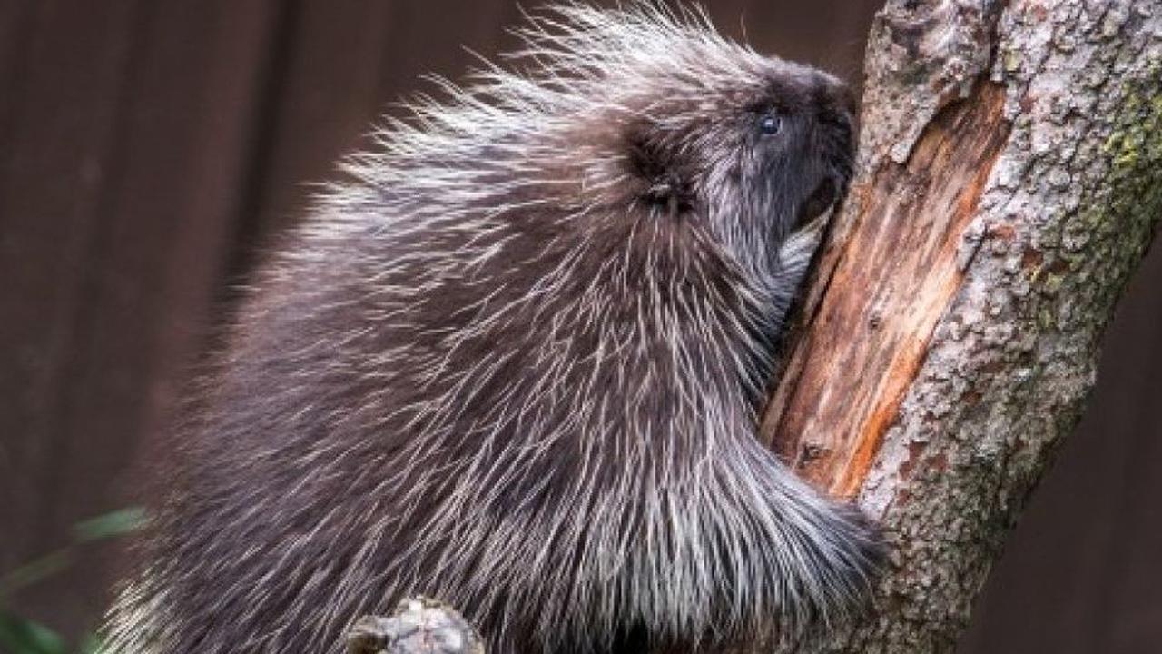 Landak Amerika Utara (Erethizon dorsatum)<br>