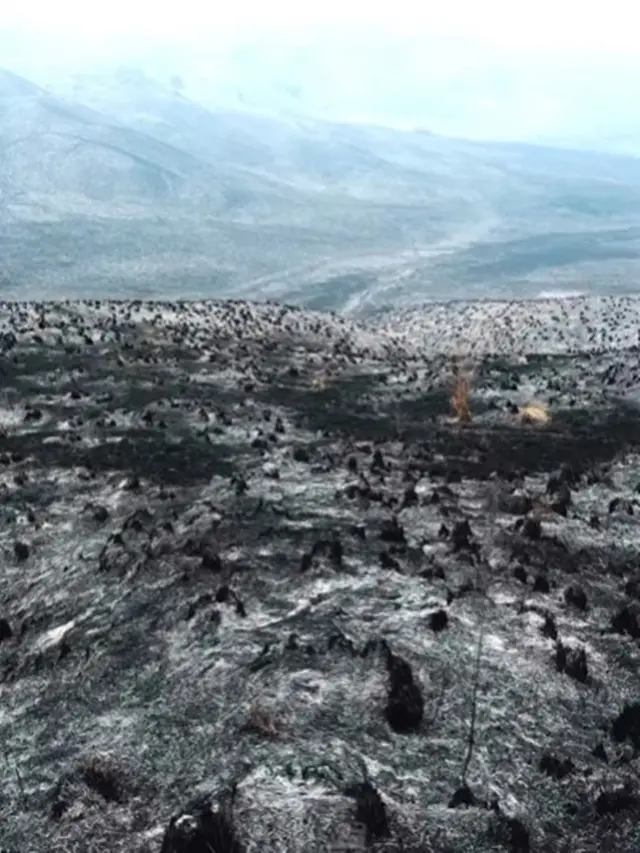 Kebakaran Bromo