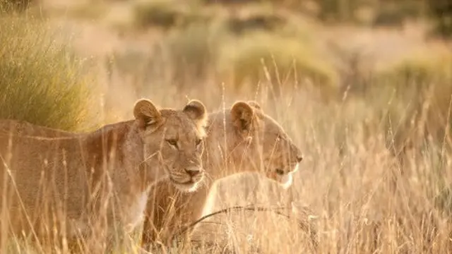 Singa di Afrika Selatan.