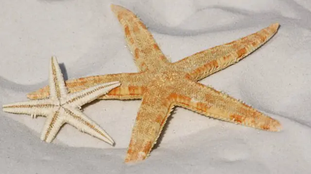 Ilustrasi bintang laut. (Creative Common)