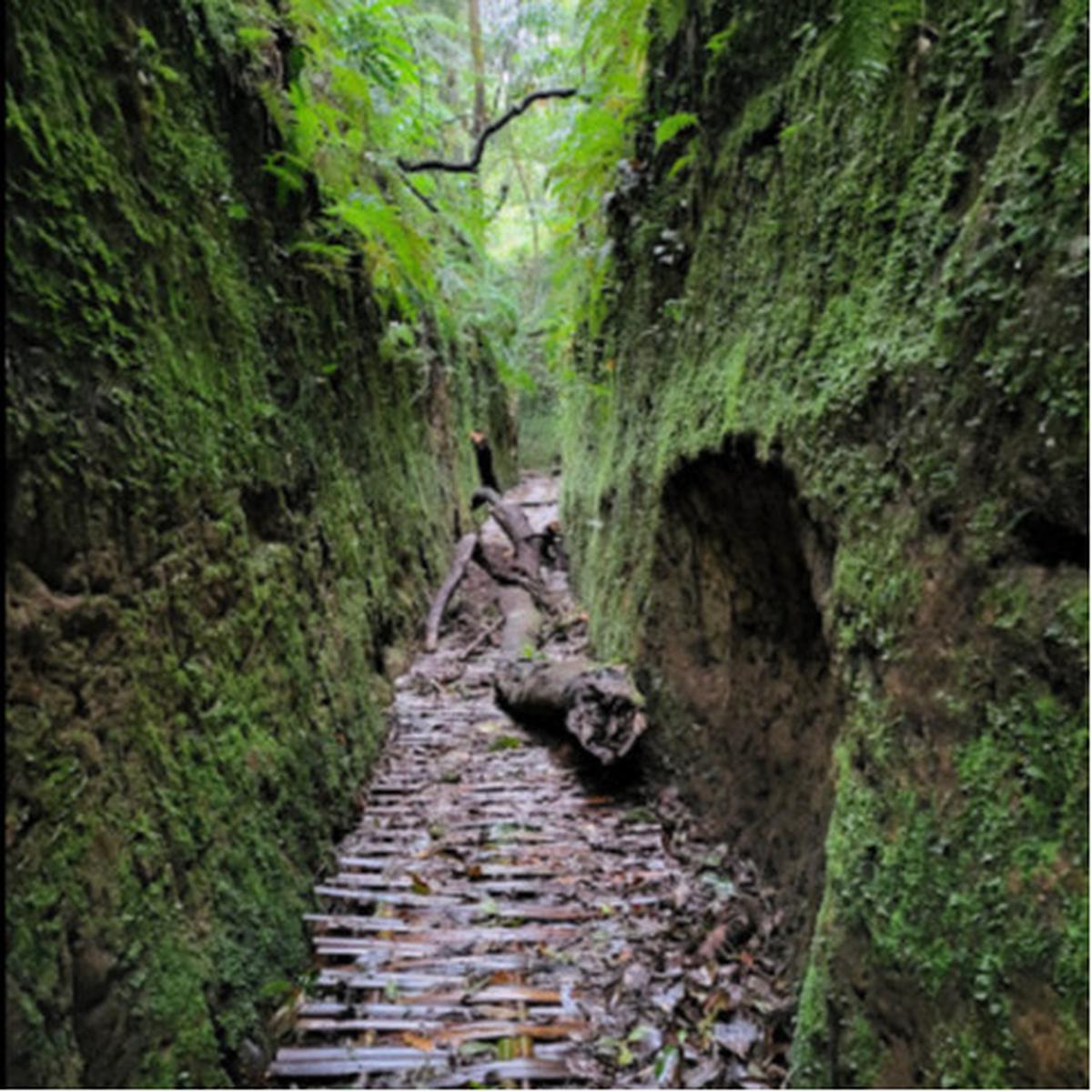 Lorong lumut