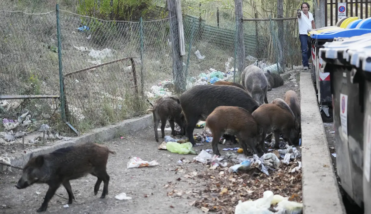 Babi hutan memakan sampah di dekat tempat sampah di Roma, Italia pada 24 September 2021. Tempat sampah Roma yang terkenal meluap menjadi magnet bagi gerombolan babi hutan yang muncul dari taman di sekitar kota untuk berkeliaran di jalanan mencari makanan. (AP Photo/Gregorio Borgia)