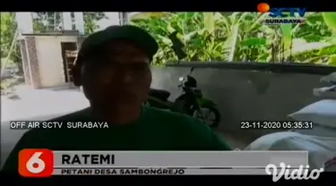 Antrean panjang petani ini terjadi di kios resmi penjual pupuk di Desa Sambongrejo, Kecamatan Sumberejo, Kabupaten Bojonegoro. Mengetahui ada kiriman pupuk bersubsidi datang, sejumlah petani berdatangan.