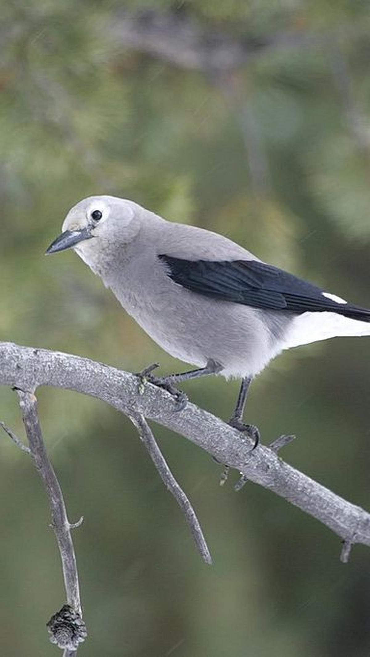 7. Clark’s Nutcracker, Burung Penuh Persiapan<br>