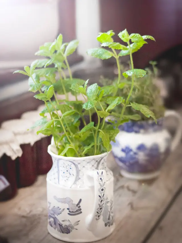 Perawatan alami untuk wajah lebih muda dengan daun mint