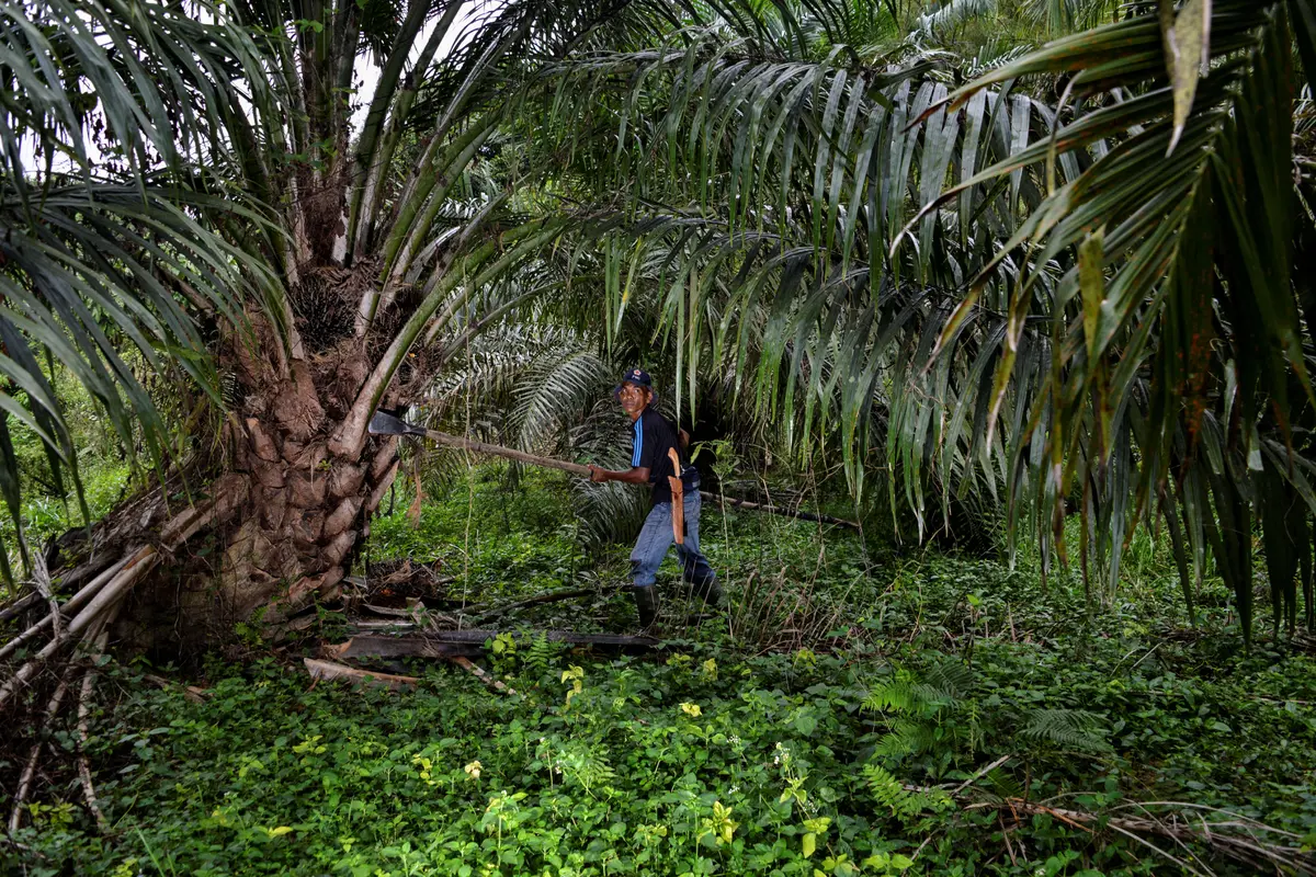 Potret Pekerja Perkebunan Kelapa Sawit di Aceh