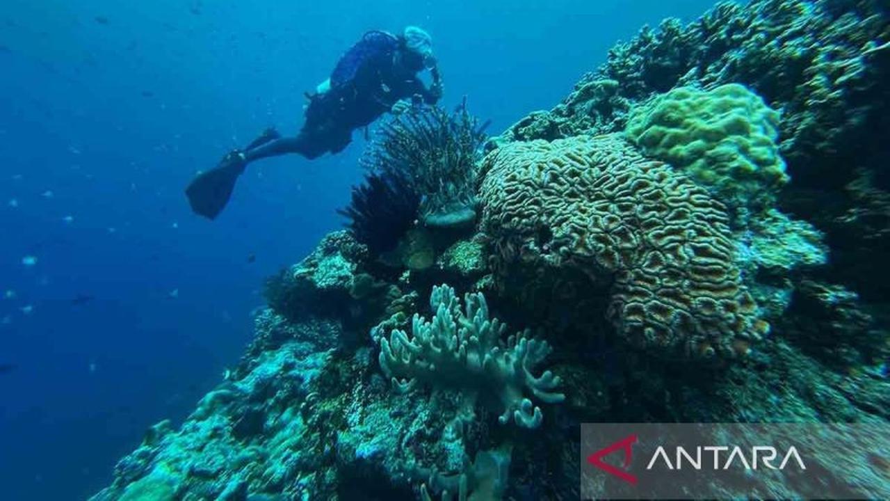Fakta Unik: Terumbu Karang Laut Merah Ternyata Kebal Pemutihan, Mengapa Bisa Begitu?