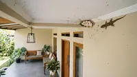 16 Cara Mencegah Cicak Bersarang di Plafon Teras Rumah, Bikin Area Tetap Bersih