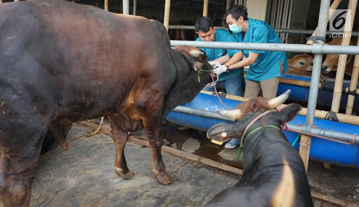 Petugas Dinas Peternakan dan Pertanian memeriksa selaput lendir sapi kurban yang dijual di Mall Hewan Kurban H. Doni, Depok, Jawa Barat, Senin (29/7/2019). Pemeriksaan guna menjamin kelayakan dan kesehatan medis hewan kurban untuk dikonsumsi pada Idul Adha mendatang. (Liputan6.com/Immanuel Antonius)