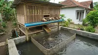 10 Ide Tata Letak Kolam Lele dan Kandang Bebek yang Efisien, Bisnis Ternak Minim Limbah