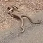 Dua ekor ular berbisa tertangkap kamera tengah bertarung memperebutkan seekor ular betina