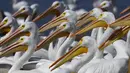 Kawanan pelicanos borregones atau pelikan putih berkumpul di Danau Chapala, Petatan, Meksiko, 5 Februari 2022. Kawanan pelikan putih datang ke Meksiko setiap tahun untuk menghindari dinginnya cuaca di utara. (AP Photo/Armando Solis)