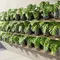 7 Ide Galon Bekas Jadi Pot Monstera yang Lebih Estetik, Inspirasi DIY yang Kekinian