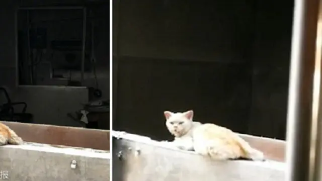 Kucing Setia Menolak Pergi Dari Rumah Pemiliknya yang Meninggal