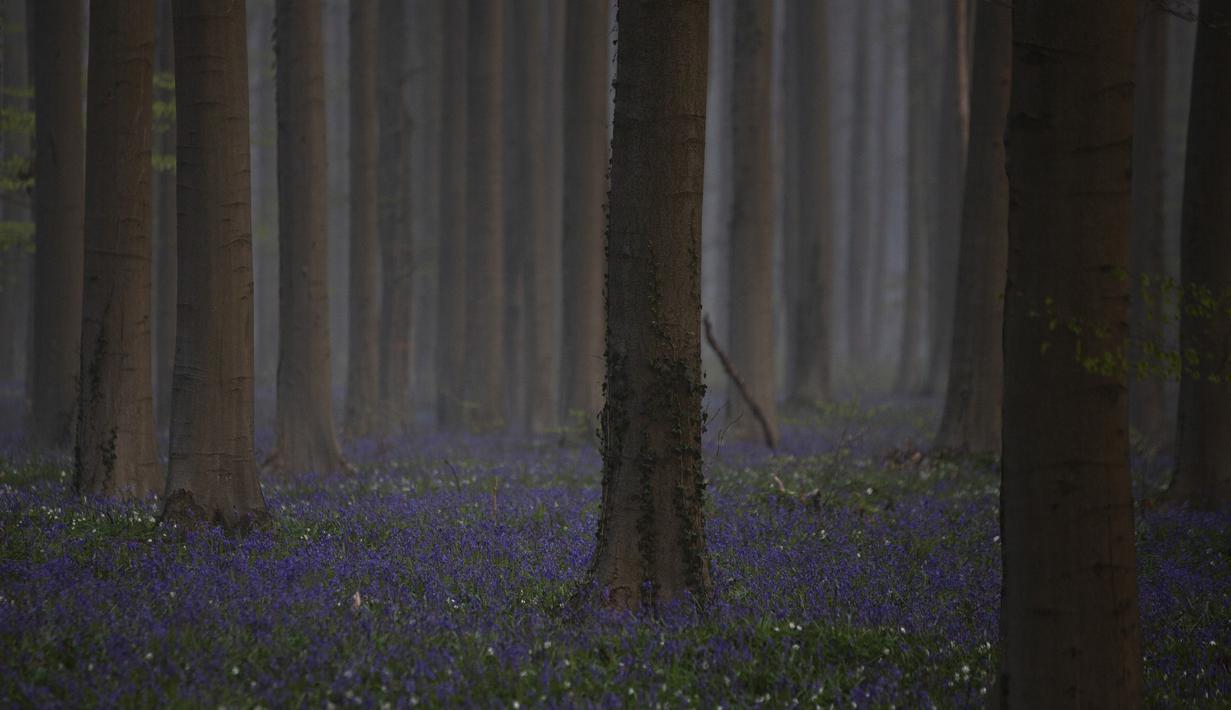 Kabut pagi mulai terangkat saat bluebell, juga dikenal sebagai Eceng Gondok liar, mekar di lantai hutan Hallerbos di Halle, Belgia (20/4/2021). Sebelum pandemi COVID-19, tercatat ratusan turis datang menikmati pemandangan musim mekar bunga bluebell atau Eceng Gondok. (AP Photo/Virginia Mayo)