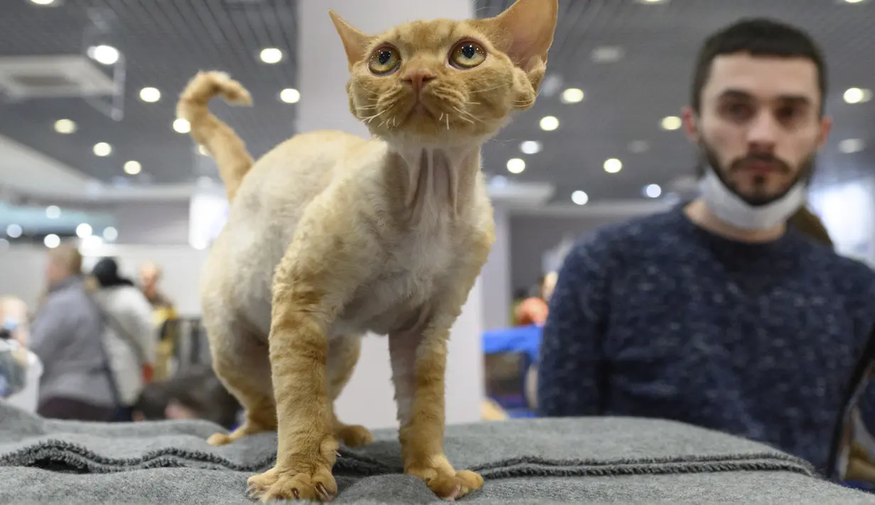 Seekor kucing Devon Rex menunggu penilaian, selama International Cat Show di Sochi, Rusia, Sabtu (29/1/2022). Sekitar seratus kucing berkompetisi dalam kompetisi internasional yang diadakan di resor Laut Hitam Sochi. (AP Photo/Ekaterina Lyzlova)