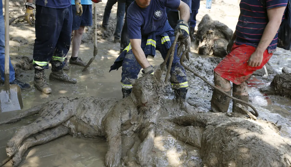 Petugas berusaha menarik harimau mati yang hanyut diterjang banjir di kebun binatang Tbilisi, Georgia, Amerika Serikat (AS), Senin (15/6/2015). (REUTERS/David Mdzinarishvili)
