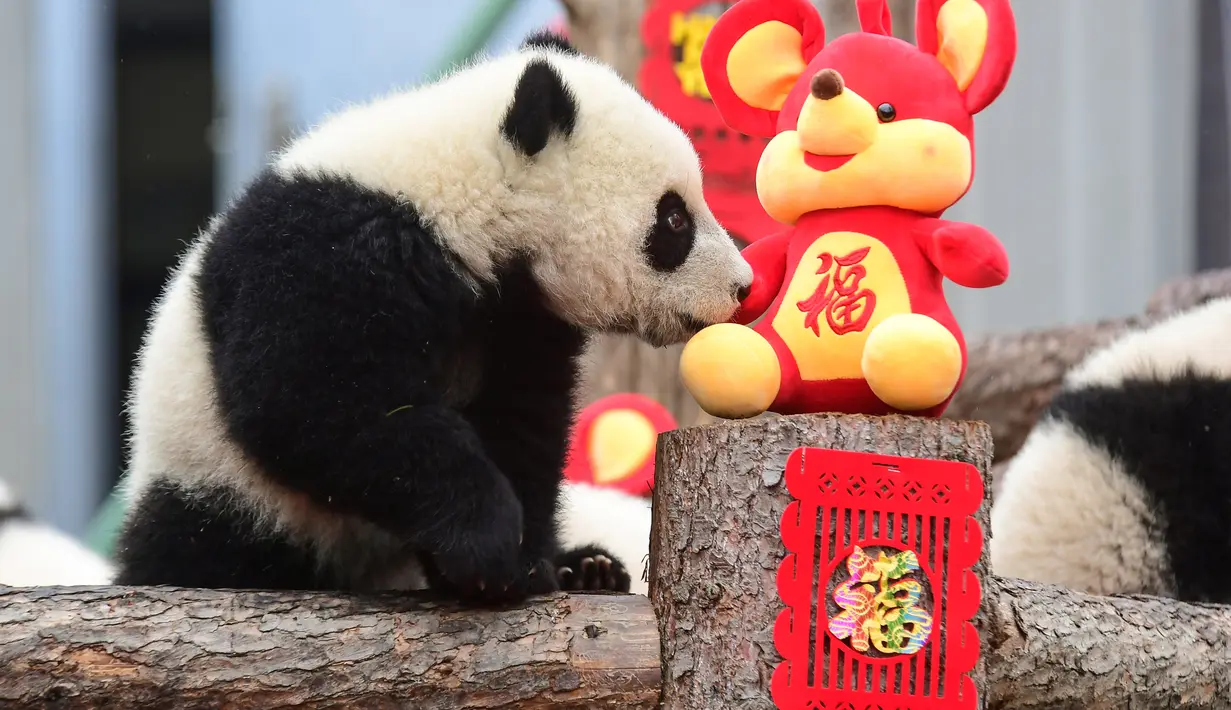 Seekor anak panda yang lahir pada tahun 2019 bermain di dekat dekorasi untuk menyambut Tahun Baru Imlek di tempat perlindungan Shenshuping di Cagar Alam Nasional Wolong, provinsi Sichuan, Jumat (20/1/2020). Imlek 2020 atau tahun baru Cina 2571 jatuh pada 25 Januari mendatang. (STR / AFP)