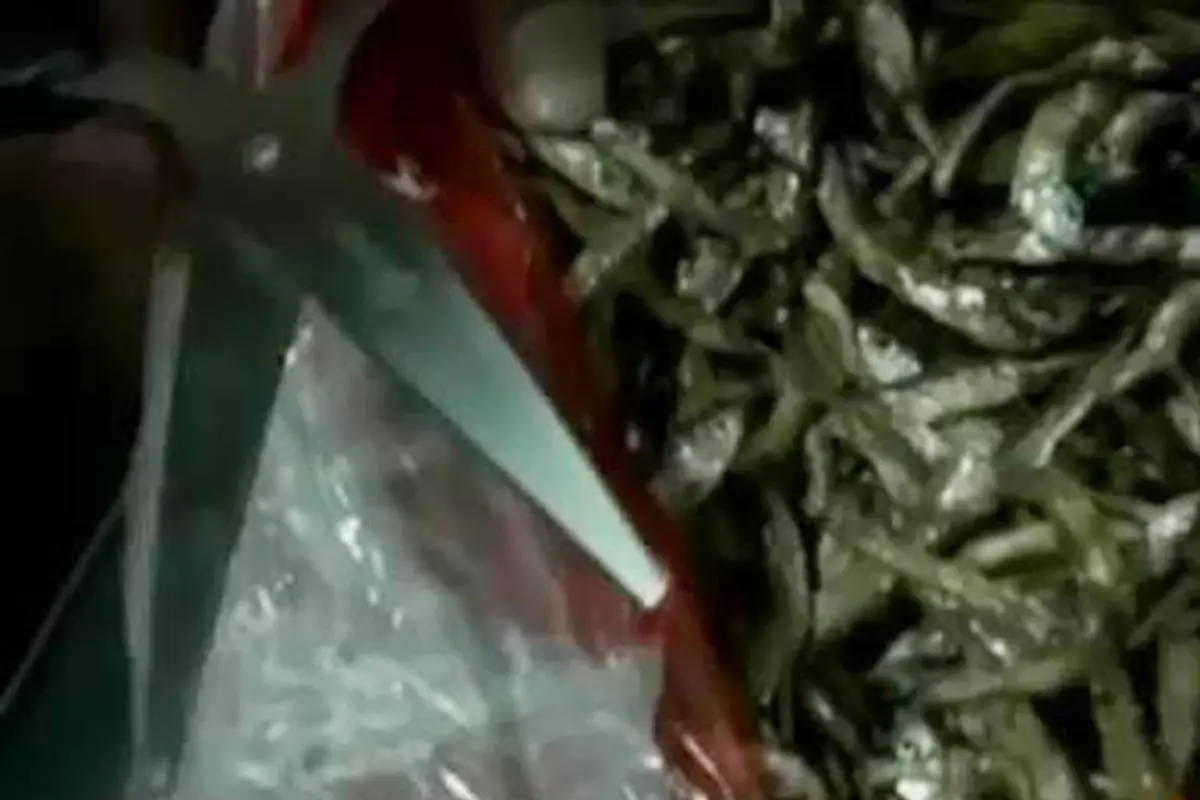Penyelundupan Sabu dalam Ikan Asin