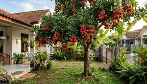 Cara Menanam Rambutan Binjai, Panduan dari Perawatan hingga Berbuah