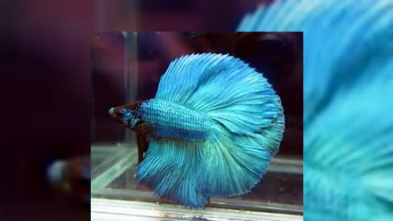 Ikan Cupang