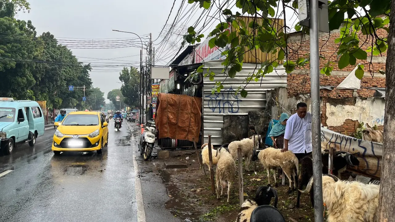 Usaha jual-beli hewan kurban Pangadegan, Jakarta Selatan pada Selasa (3/6/2025).