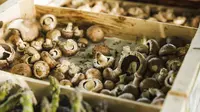 Cara Budidaya Jamur Shiitake untuk Pemula, Simpel tapi Hasil Maksimal