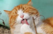 Penyebab Kucing Cacingan, Lengkap Beserta Gejala dan Cara Mengobatinya