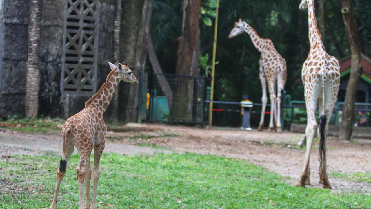 Rajaka, anak jerapah di Taman Margasatwa Ragunan