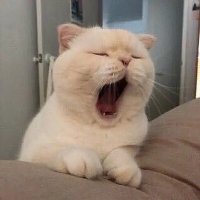 6 Ekspresi Kucing Menguap Ngantuk Ini Bikin Gemas Lihatnya