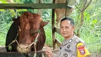 Bukan Sapi Biasa, 25 Hewan Kurban Presiden di Sulsel Berstandar Ketat
