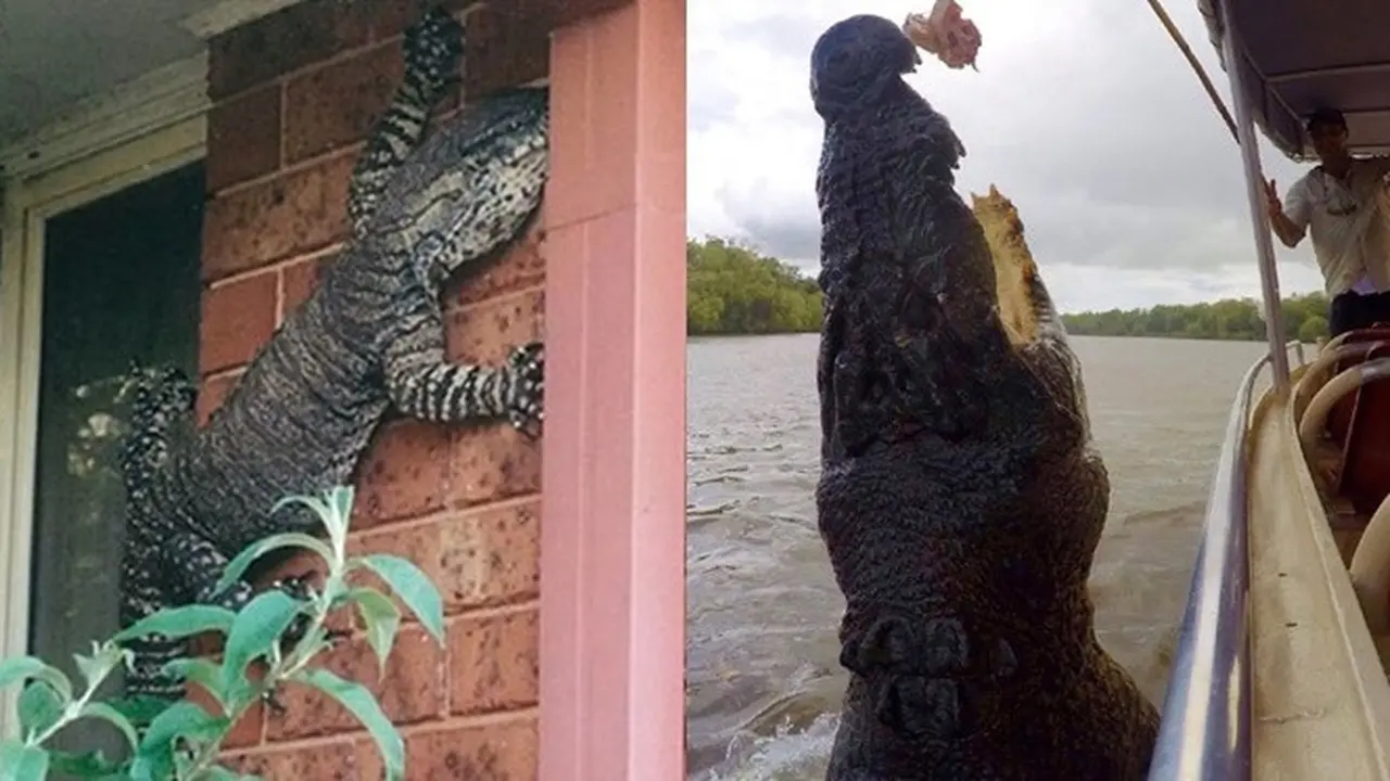 7 Bukti Australia Dihuni Reptil-reptil Mengerikan