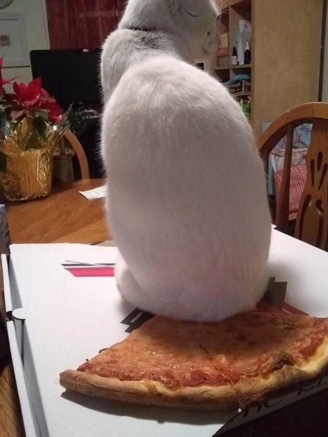 8 Tingkah Nyeleneh Kucing yang Bikin Geleng-Geleng Kepala