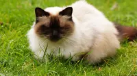 Makanan Terbaik untuk Jenis Kucing Himalaya