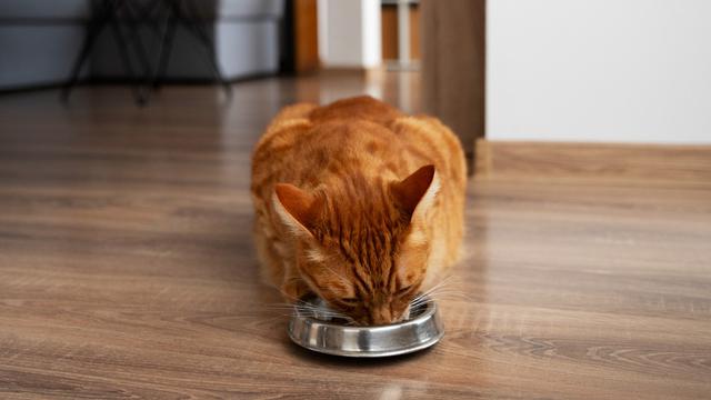 Cat Eating